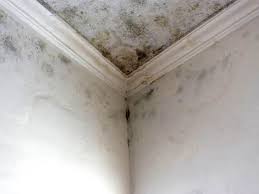 Best Post-Construction Mold Inspection  in Santa Clarita, CA